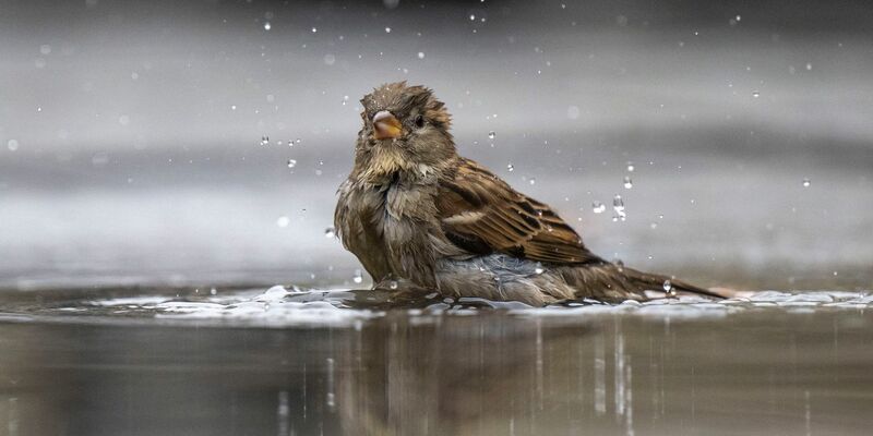 Ein Haussperling, auch Spatz genannt, badet in einer Pfütze. - Foto: Monika Skolimowska/dpa