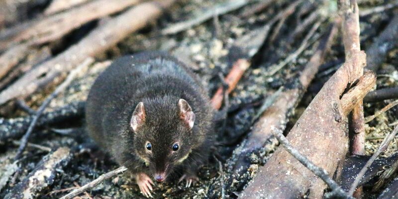 Männliche Breitfuß-Beutelmäuse sterben nach der Paarungszeit. - Foto: Erika Zaid/dpa