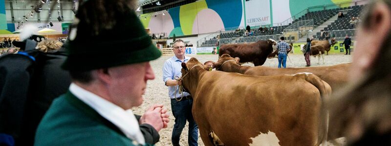 Paarhufer wie Rinder, Schweine, Schafe oder Alpakas wird es auf der Grünen Woche in diesem Jahr nicht zu sehen geben. (Archivbild) - Foto: Carsten Koall/dpa