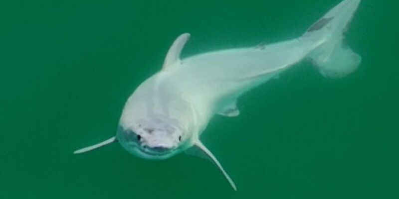 Ein offenbar neugeborener Weißer Hai vor der Küste Kaliforniens bei Santa Barbara. - Foto: Carlos Gauna/The Malibu Artist/dpa