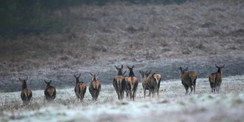Rehe auf einem frostbedeckten Feld im Richmond Park in London. - Foto: Yui Mok/PA Wire/dpa
