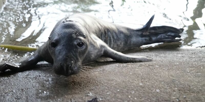 Das gerettete Robbenbaby lebt nun vorerst in einem Gehege im Hamburger Schwanenquartier. - Foto: Frank Bründel/dpa