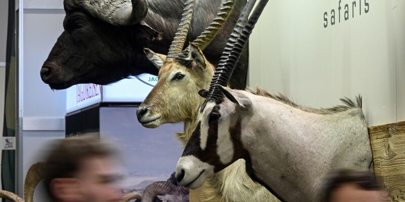 Trophäen von Wildtieren auf der Messe «Jagd und Hund» in Dortmund. - Foto: Federico Gambarini/dpa