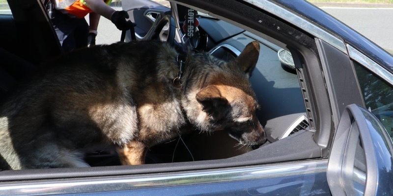 HZA-MS: Kollegin auf vier Pfoten: Zollhündin Reese übergibt Staffelstab an Nachfolgerin Haze Erfolgreiche Zollhündin beim Hauptzollamt Münster pensioniert - Nachfolgerin bereits in Ausbildung - Foto: presseportal.de