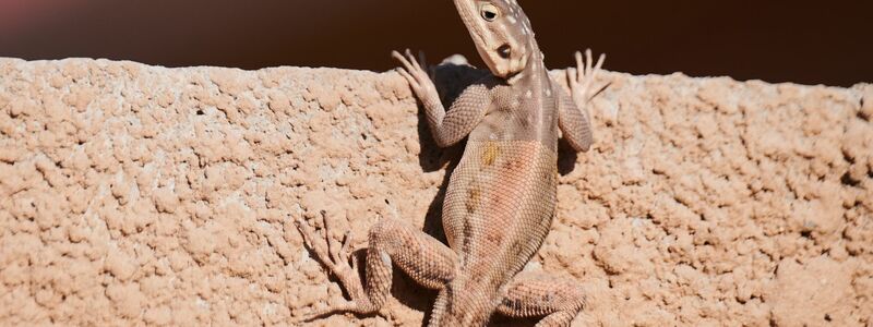 Kletterkünstler: Seit 50 Millionen Jahren besiedeln Geckos die Erde und gehören damit zu den ältesten Tieren der Welt. - Foto: Annette Riedl/dpa