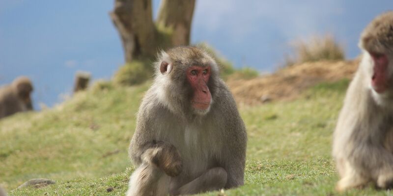 Japanmakaken (Macaca fuscata) im Highland Wildlife Park. Ein ausgebüxter Affe sorgt in den schottischen Highlands für Aufregung. - Foto: Royal Zoological Society of Scotland/dpa