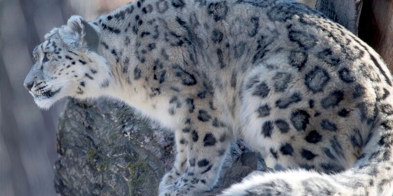 Auf der Roten Liste der Weltnaturschutzunion als «gefährdet» gelistet: der Schneeleopard. - Foto: Marijan Murat/dpa
