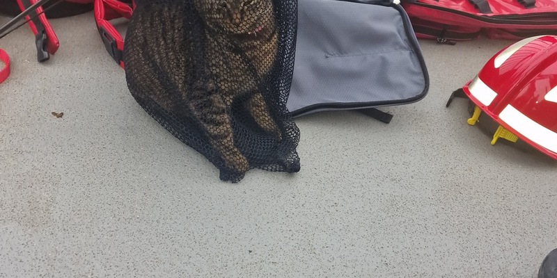 POL-MA: Ladenburg/Rhein-Neckar-Kreis: Abenteuerlustige Katze von Brücke gerettet - Foto: presseportal.de