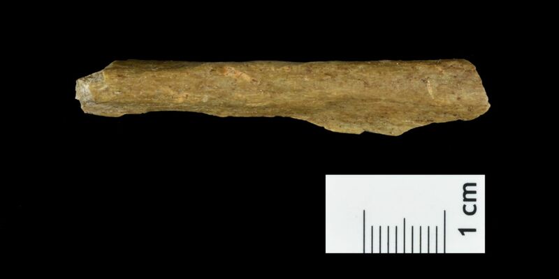 Es wurden Knochenreste gefunden, deren DNA eindeutig vom Homo sapiens stammt. - Foto: Tim Schüler TLDA/dpa