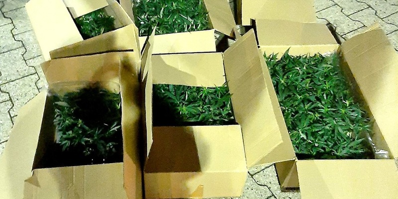 BPOL NRW: Mann mit über 450 Cannabispflanzen von Bundespolizei vorläufig festgenommen - Foto: presseportal.de