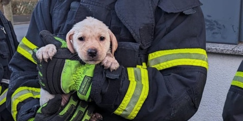 FW-DO: Feuerwehr rettet innerhalb von zwei Stunden zehn Hunde - Foto: presseportal.de