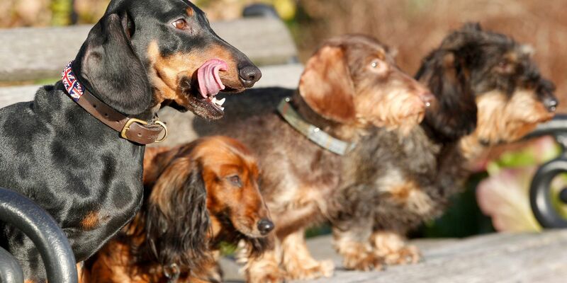 Experten zufolge haben kleine reinrassige Hunde mit länglichem Schädel die höchste mediane Lebenserwartung. - Foto: Roland Weihrauch/dpa