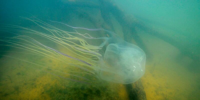 Achtung, sehr gefährlich: eine Seewespe (Chironex fleckeri). - Foto: Jamie Seymour/James Cook University/dpa