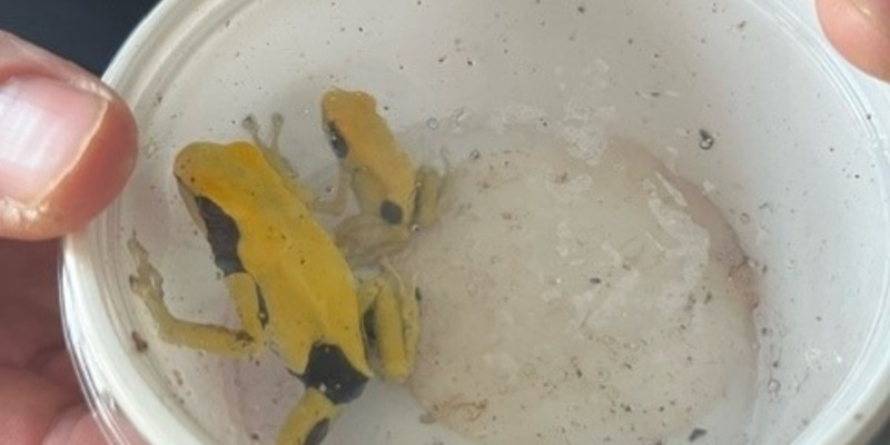 POL-K: 240202-2-K Polizisten mit tödlichem Pfeilgift bedroht - Baumsteiger in Gewahrsam - Foto: presseportal.de