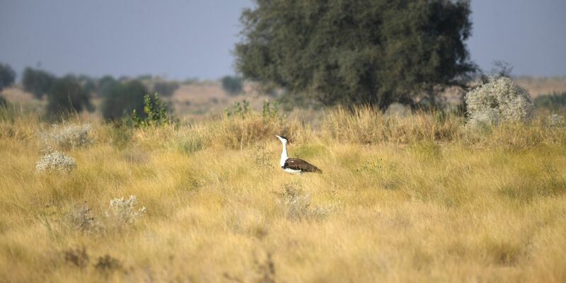Seltenheit: Laut WWF gibt es nur noch rund 200 Hindutrappen. - Foto: Radheyshyam Bishnoi/ERDS Foundation/dpa