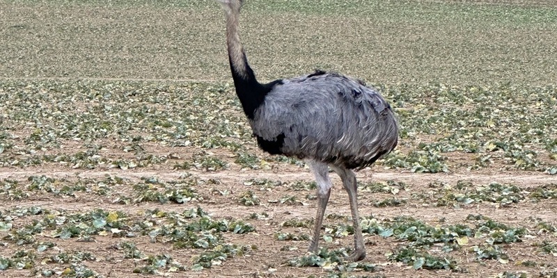 LPI-NDH: Wilder EMU gefährdete Verkehrsteilnehmer und Einsatzkräfte - Foto: presseportal.de