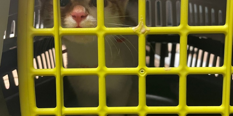 BPOL NRW: Unbekannte setzen Katze im Hauptbahnhof Essen aus - Bundespolizei ermittelt - Foto: presseportal.de