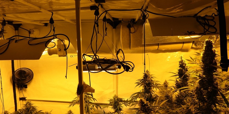POL-KS: Bei Einsatz wegen häuslicher Gewalt: Cannabisgeruch führt zum Fund von Plantage im Schlafzimmer - Foto: presseportal.de
