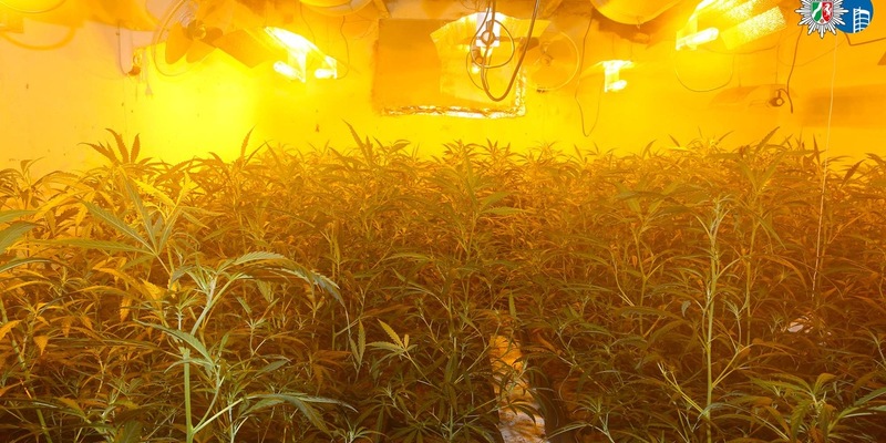 POL-OB: Gemeinsame Pressemitteilung der Staatsanwaltschaft Duisburg und der Polizei Oberhausen: Nach Hinweis Cannabisplantage aufgefunden - Tatverdächtiger (27) in Untersuchungshaft - Foto: presseportal.de