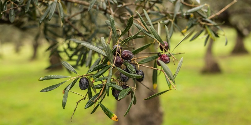 Olivenöl: Wie entsteht das flüssige Gold? - Foto: presseportal.de