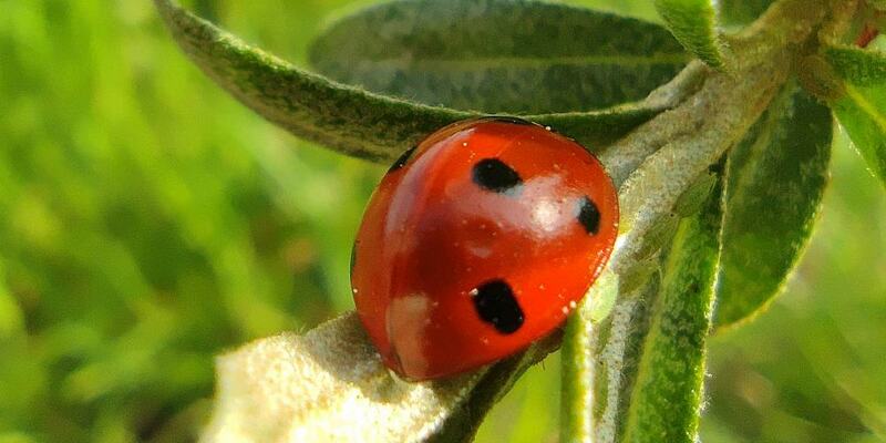 Marienkäfer (Archiv) - Foto: über dts Nachrichtenagentur