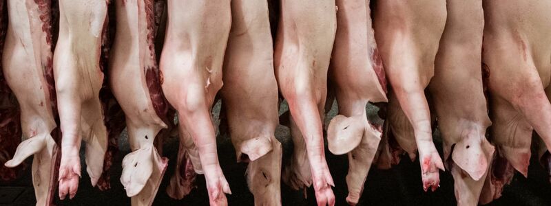 Die Schlachtmenge bei Schweinefleisch ist zuletzt um 1,9 Prozent gestiegen. - Foto: Mohssen Assanimoghaddam/dpa