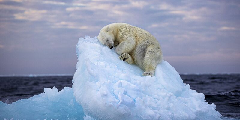 Da muss man schon Eisbär sein, um hier im norwegischen Svalbard-Archipel so gemütlich schlummern zu können. Das Foto von Nima Saikhani hat den Publikumspreis des Wettbewerbs «Wildlife Photographer of The Year» des Londoner Natural History Museums gewonnen. - Foto: Nima Sarikhani/Wildlife Photographer of the Year /PA Media/dpa