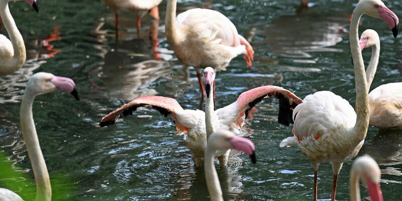 Im Berliner Zoo gibt es einige Flamingos - der älteste von ihnen, Ingo, ist nun gestorben. - Foto: Jessica Lichetzki/dpa