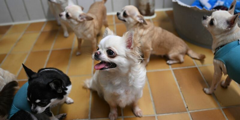 Der Stuttgarter Fund von 68 Chihuahua-Rassehunden einer überforderten Züchterin sorgte zuletzt für Aufsehen. - Foto: Bernd Weißbrod/dpa