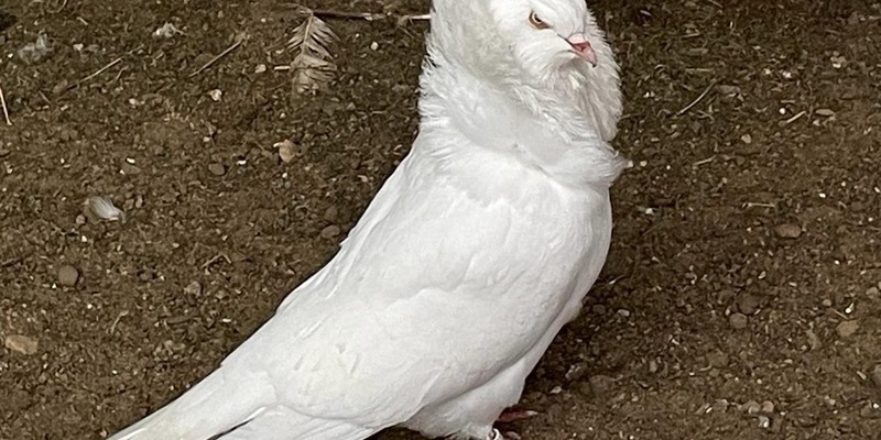 POL-WES: Voerde - Zeugensuche nach Diebstahl von Ziertauben - Foto: presseportal.de