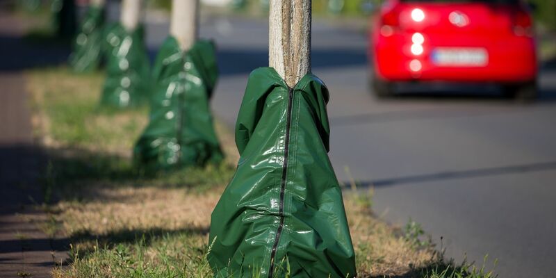 Hitze und Trockenheit im Sommer setzen den Bäumen zu. Damit sie die heißen Monate überstehen, gibt es Bewässerungssäcke, die langsam Wasser an den Boden abgeben. - Foto: Friso Gentsch/dpa