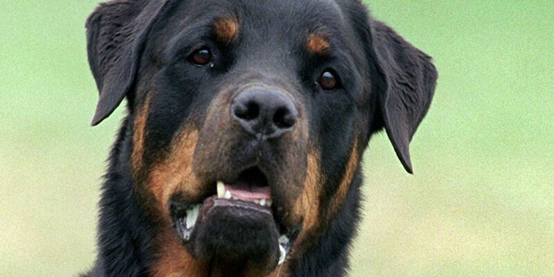 Drei Rottweiler haben in Italien einen Jogger zu Tode gebissen (Symbolbild). - Foto: Bernd Thissen/dpa