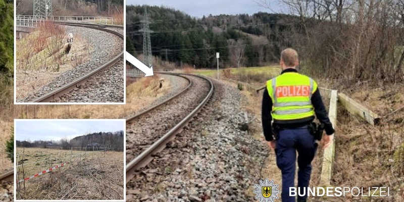Bundespolizeidirektion München: Tierischer Einsatz am unsinnigen Donnerstag: Schafe im Gleis - Foto: presseportal.de