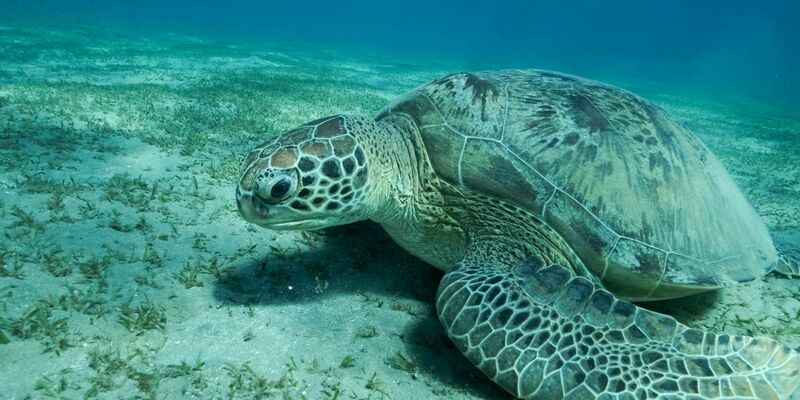 Eine Grüne Meeresschildkröte (Chelonia mydas) schwimmt im Roten Meer. Meeresschildkröten gehören zu den wandernden Tierarten. - Foto: Andrey Nekrasov/Zuma Press/dpa