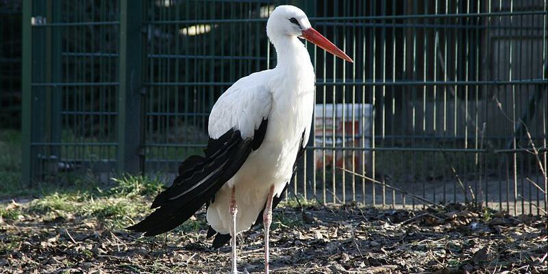 Weißstorch (Archiv) - Foto: über dts Nachrichtenagentur