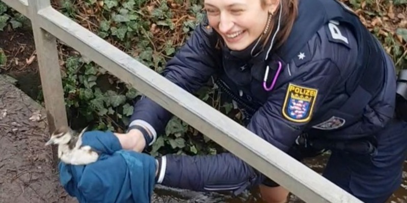 POL-DA: Darmstadt: Polizistin rettet Küken aus Bachlauf und vereint gefederte Familie - Foto: presseportal.de