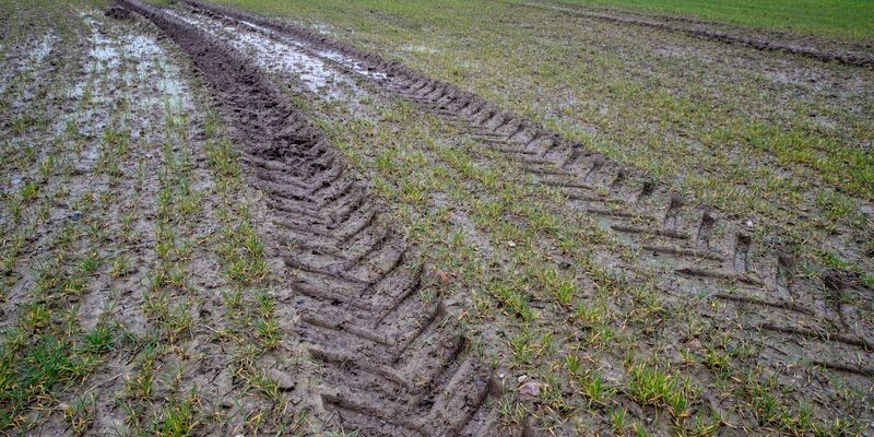 Weniger Brachflächen: Die EU-Kommission will eine Umweltauflage für europäische Bauern lockern. - Foto: Jens Büttner/dpa-Zentralbild/dpa