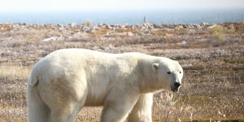 Ein Eisbär (Ursus maritimus) in der westlichen Hudson Bay Region im nordöstlichen Teil Kanadas. - Foto: David McGeachy/Springer Nature/dpa
