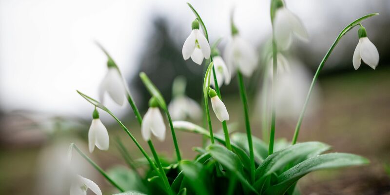 Schneeglöckchen blühen im Kaiserpark in Oberhausen. - Foto: Fabian Strauch/dpa