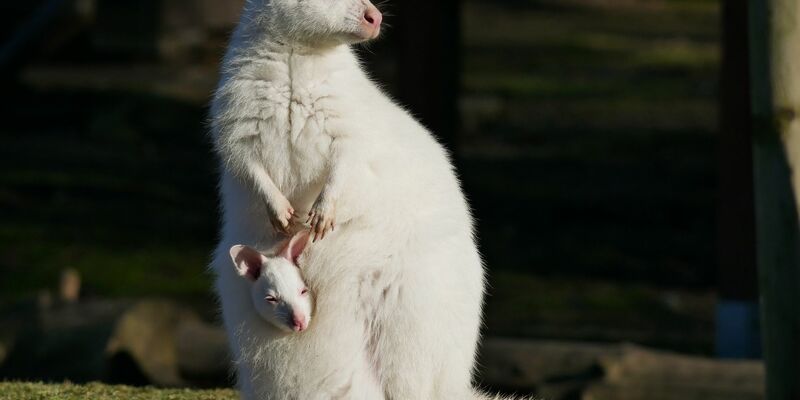 Das weiße Bennett-Känguru mit seiner Mutter namens Flöckchen, ebenfalls ein Albino. - Foto: -/Zoo Hoyerswerda/dpa