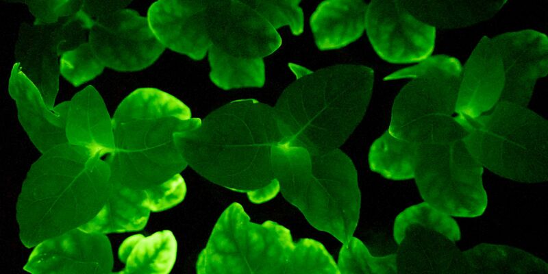 Eine Glühwürmchen-Petunie. Die Zimmerpflanze kann dank der Gene einer Leuchtpilz-Art im Dunkeln leuchten. - Foto: Light Bio/dpa