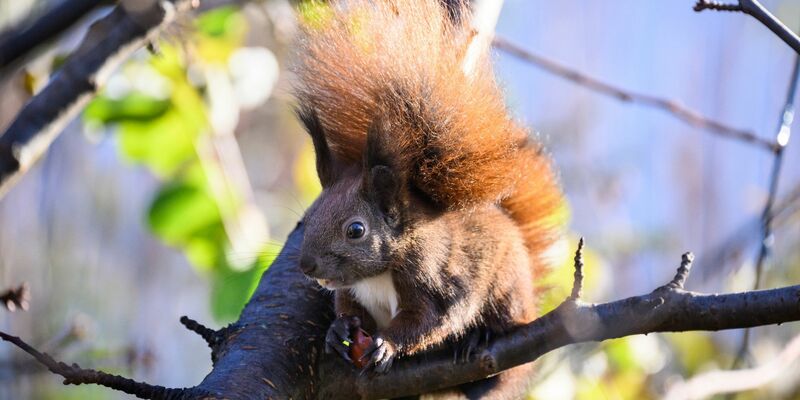 Forschende suchen Bürger zur Beobachtung von Eichhörnchen. - Foto: Bernd von Jutrczenka/dpa