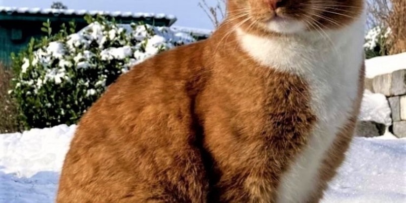 LPI-NDH: Zeugenaufruf: Kater Hugo beschossen und schwer verletzt - Wer kann Hinweise geben? - Foto: presseportal.de