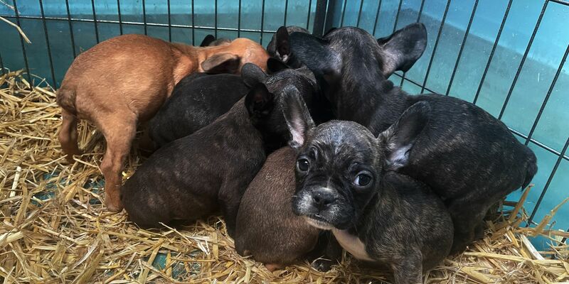 Tiere, die zum Verkauf angeboten oder zur Adoption freigegeben werden, sollten immer mit gültigem EU-Heimtierausweis an den neuen Besitzer übergeben werden. - Foto: Paul Zinken/dpa
