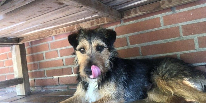 POL-GT: Terrier Charlie in Rietberg gestohlen - Polizei sucht Zeugen - Foto: presseportal.de