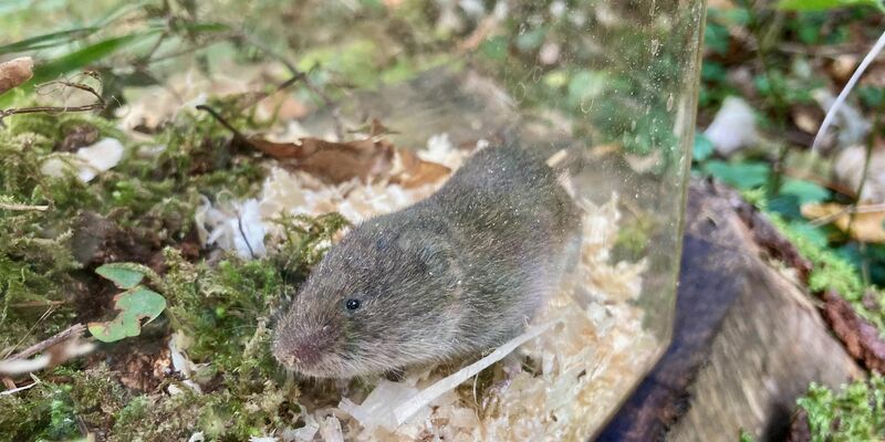Eine Bayerische Kurzohrmaus (Microtus bavaricus) sitzt in einer Lebendfalle. - Foto: David Stille/Bayerisches Landesamt für Umwelt/dpa
