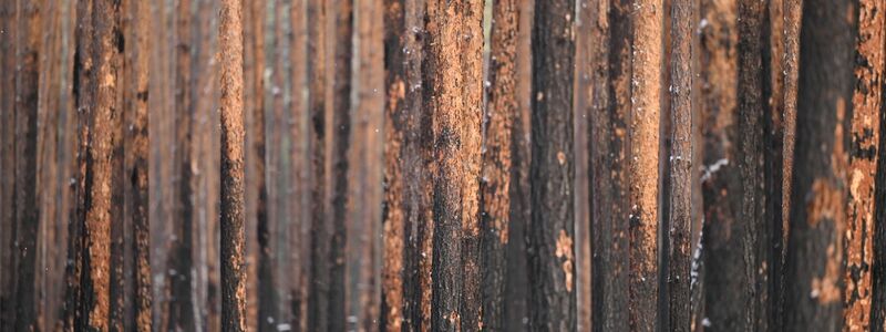 Durch einen Brand geschädigte Kiefern stehen im Landeswald Seddin. - Foto: Monika Skolimowska/dpa