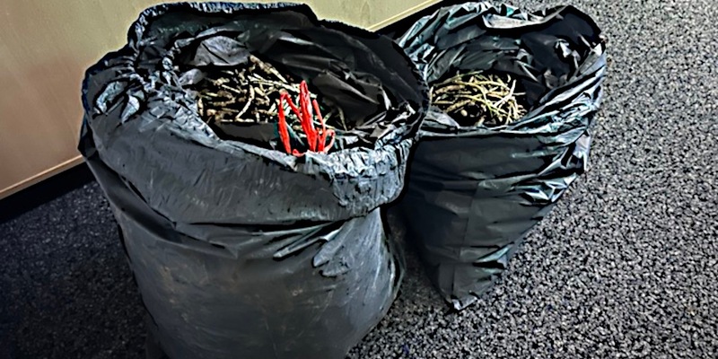 POL-HM: Mann hatte bei Kontrolle 40 Kilogramm Bärlauch im Kofferraum seines Fahrzeuges - Foto: presseportal.de