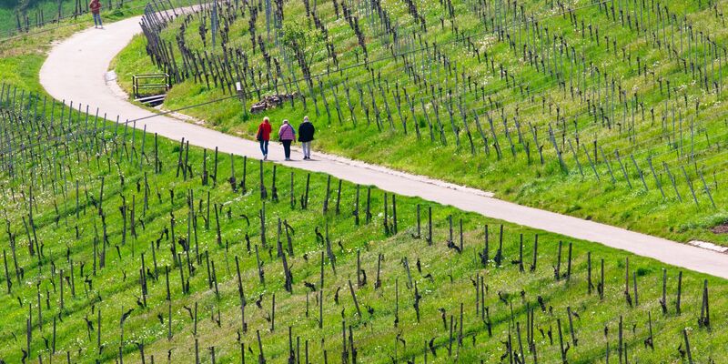 Spaziergänger genießen bei schönem Wetter die Weinberge nahe Stuttgart-Rotenberg und Uhlbach. - Foto: Christoph Schmidt/dpa