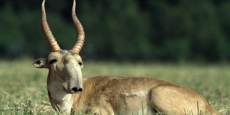 Die Maßnahmen zum Schutz der Saiga-Antilope in Zentralasien haben gut gegriffen. - Foto: Rotislav Stach/Bundesamt für Naturschutz/dpa